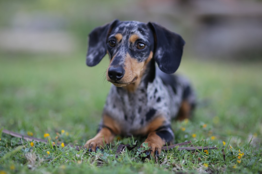 IVDD Glossary: Every Term Your Vet Uses, in Plain English