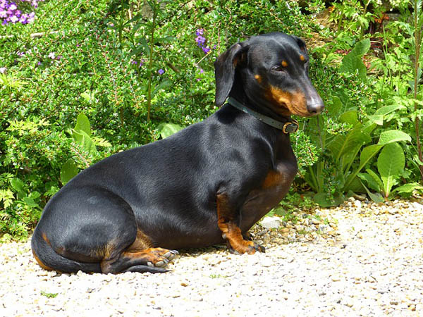 IVDD in Large Breeds: The Slow-Onset Type II Most Owners Miss