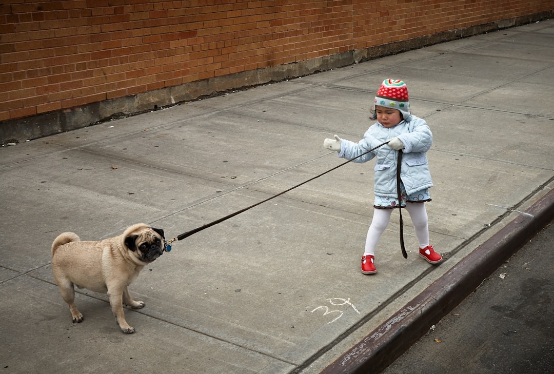 IVDD in Pugs: Signs, Risk, and Recovery