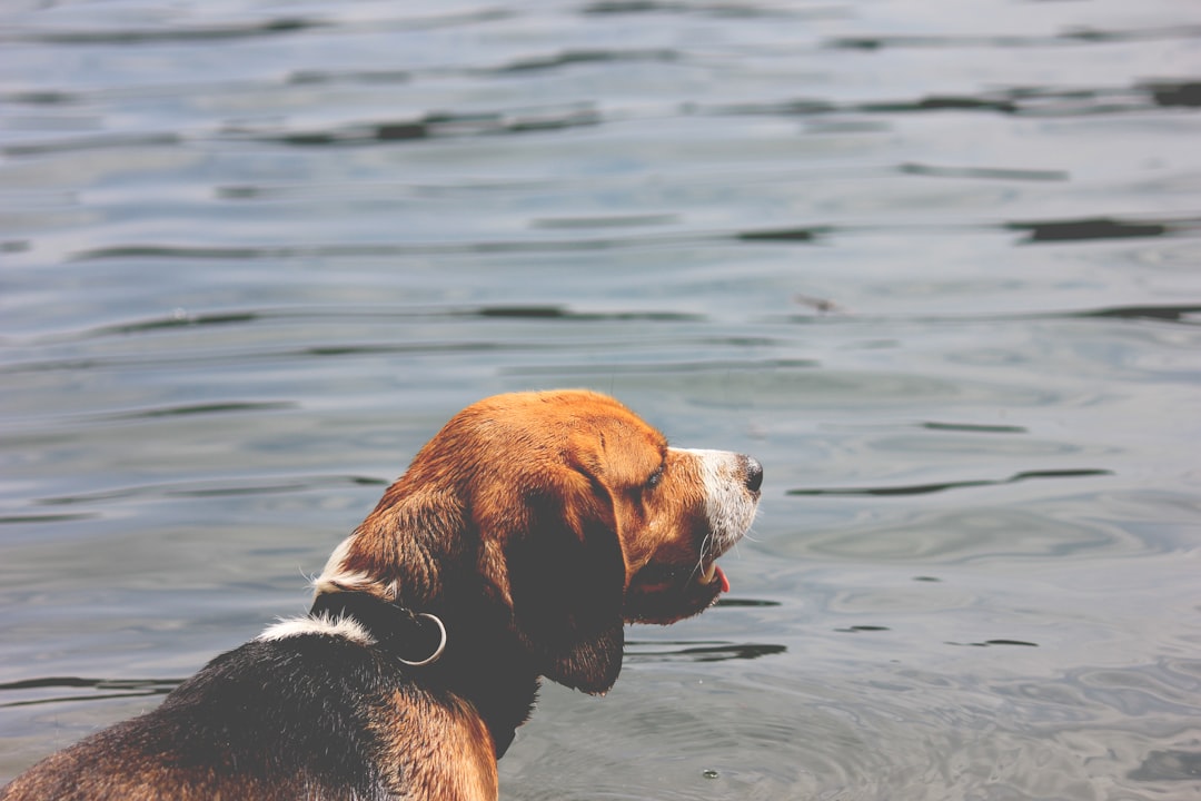 IVDD Life Expectancy: Does It Shorten a Dog's Life?