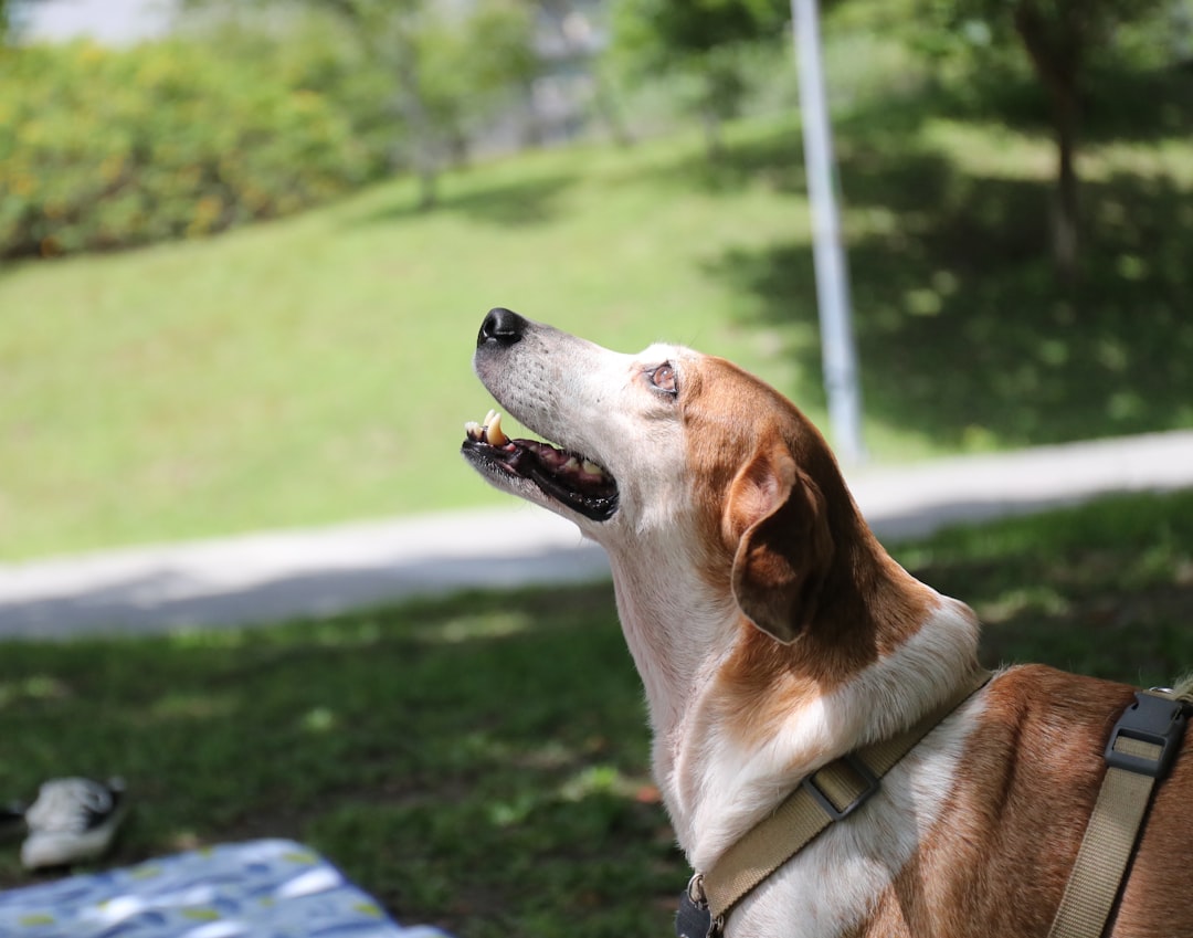 IVDD Post-Op Nutrition: Feeding a Recovering Dog