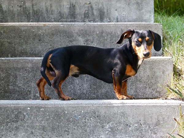 IVDD Stage 3 Recovery: Severe-but-Walking Dogs, Week by Week