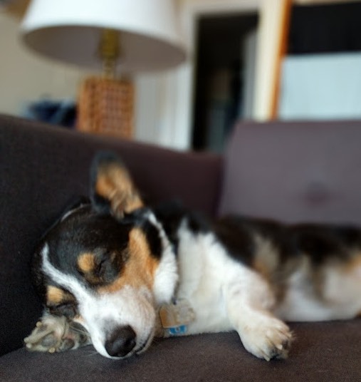 IVDD Stage 4 & 5: Care Guide for Paralyzed Dogs