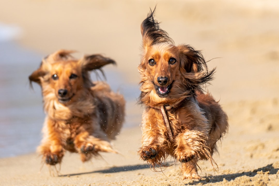 IVDD Treatment for Dogs: Surgical vs Non-Surgical