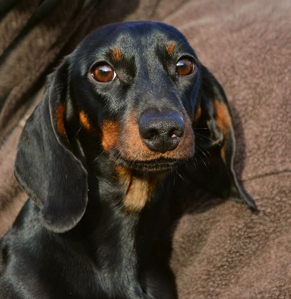 IVDD Dog Wheelchairs: A Complete Guide