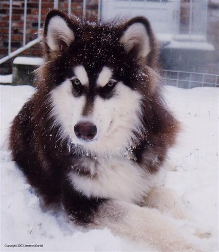 Laryngeal Paralysis in Dogs: Care Guide