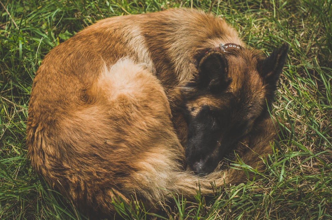 Laser Therapy for Degenerative Myelopathy: What the Research Says