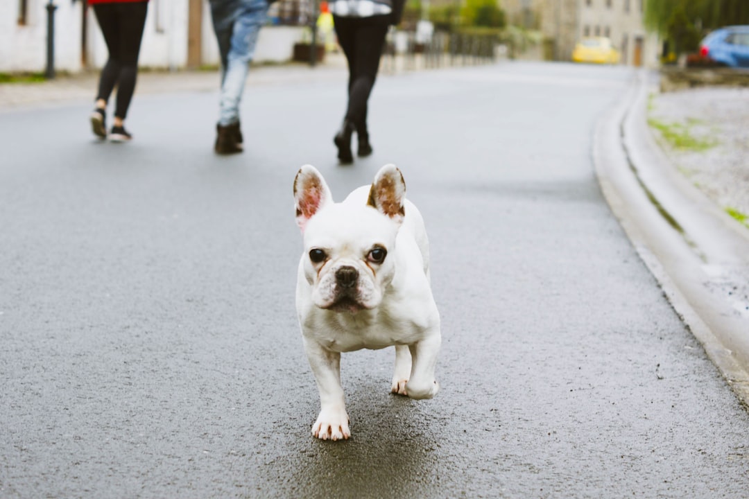 Leaving a DM Dog Alone: How Long Is Safe?