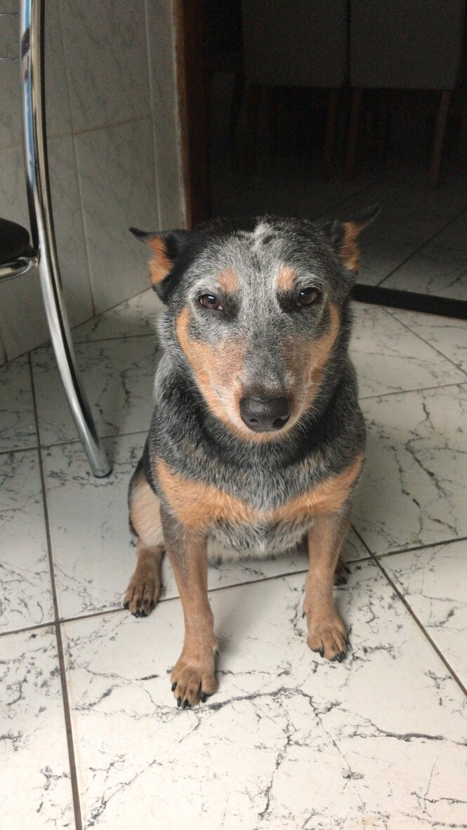 Life After Amputation: How to Care for Your Tripod Dog