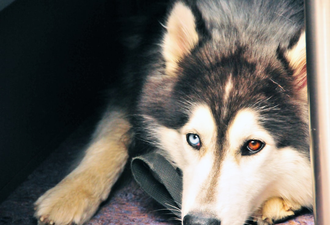Limb-Sparing for Dogs: When the Leg Can Be Saved