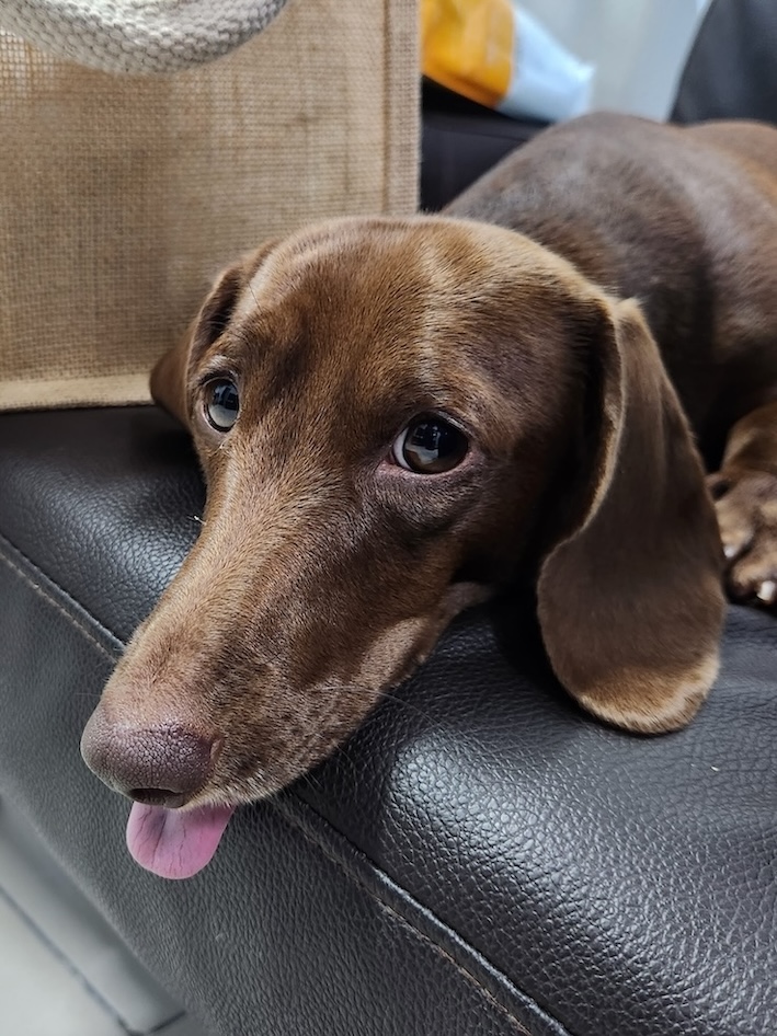 Paralyzed IVDD Dog: A Real Daily Routine