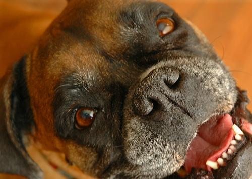 DM Dog Incontinence: Belly Bands vs. Diapers
