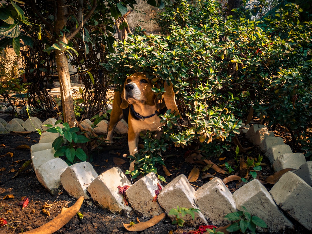 Managing a Multi-Dog Home With a DM Dog