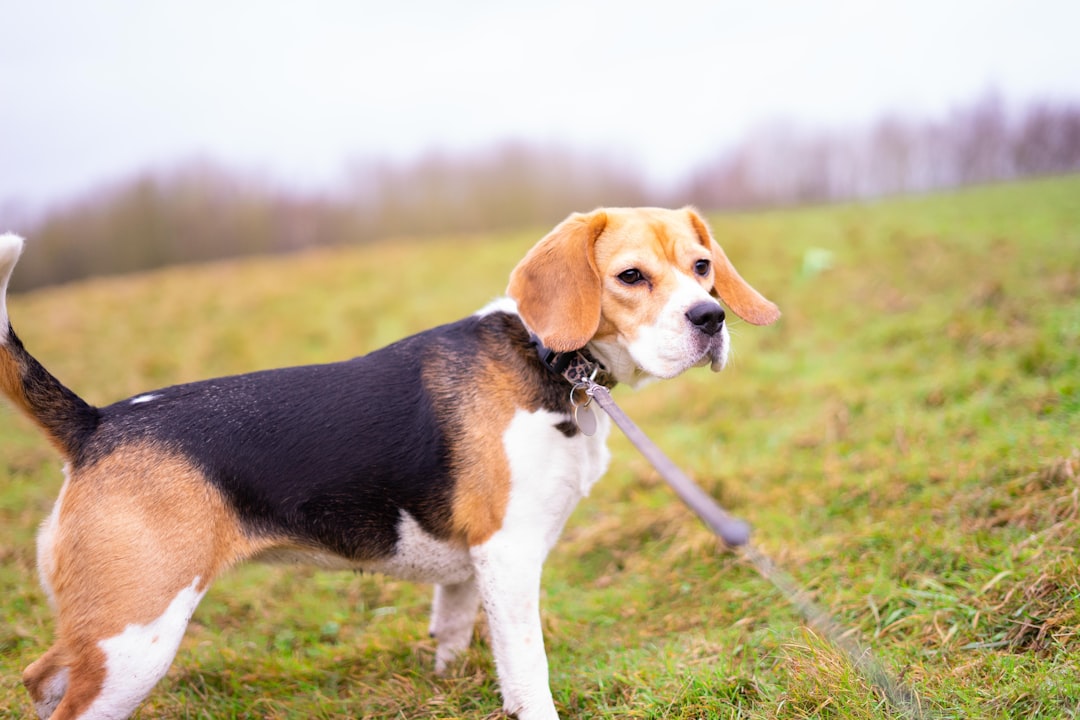 Managing an IVDD Dog With a Rowdy Sibling Dog