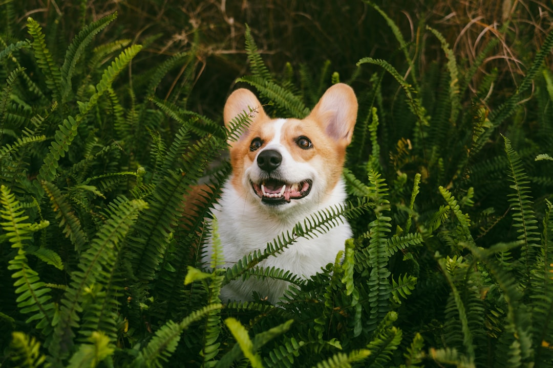 Methocarbamol (Robaxin) for IVDD Dogs