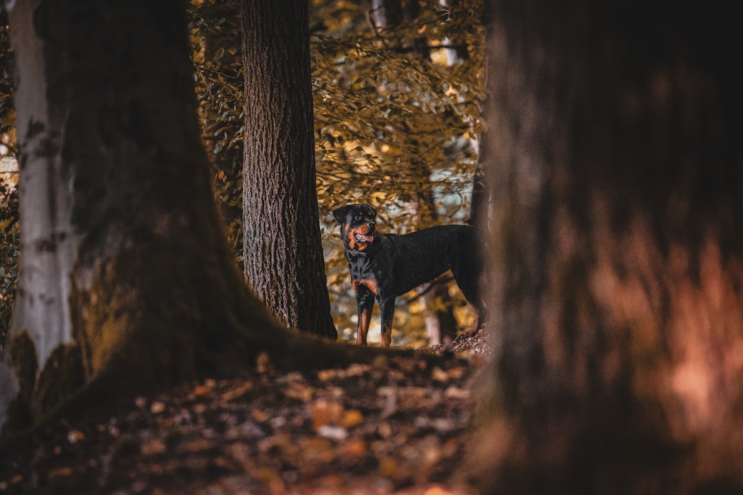 My Dog Is Dragging Back Legs — Is It DM?