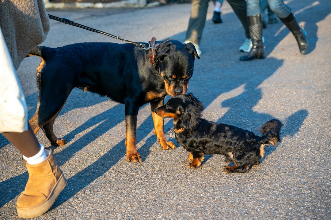 Natural Disaster Prep With a Non-Ambulatory DM Dog
