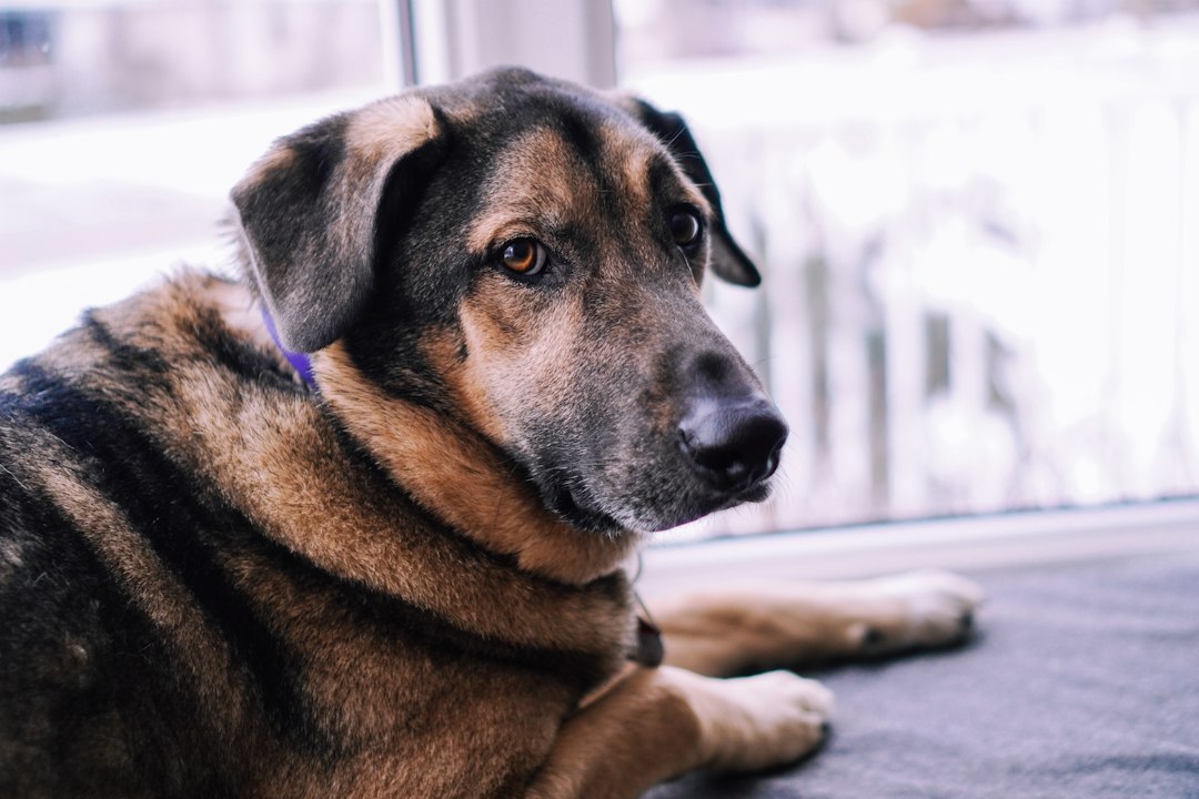Night Routine for a DM Dog: What Helps Both of You Sleep