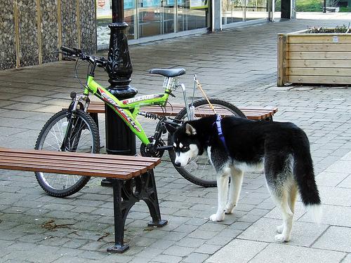 Nutrition & Weight for Tripod Dogs