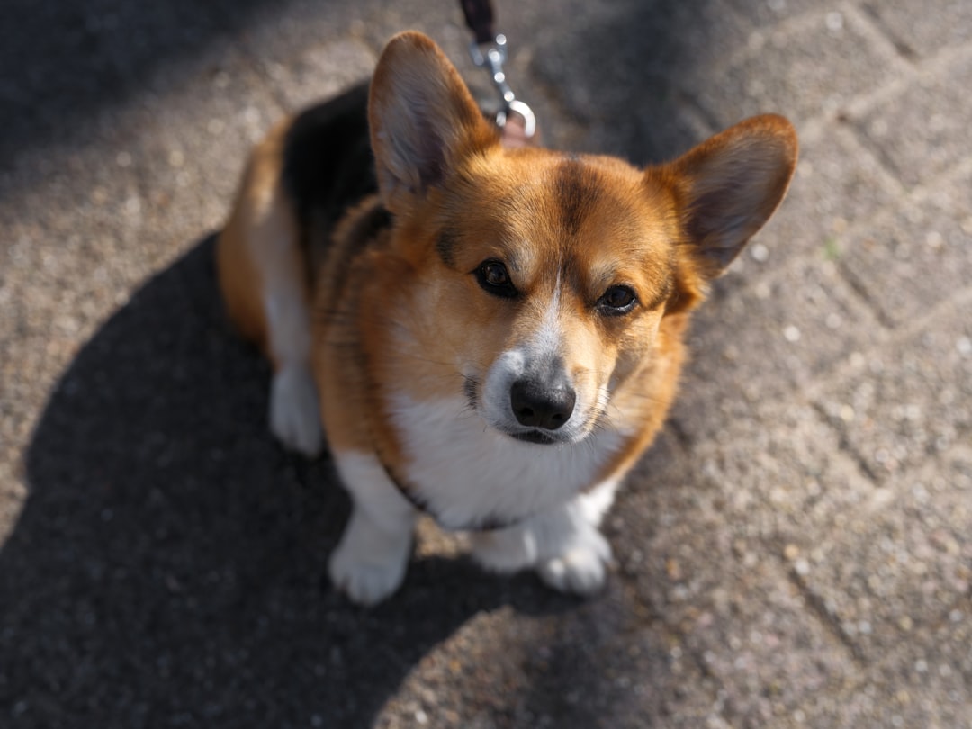 Opioids for IVDD Dogs: When Vets Reach for Buprenorphine or Methadone