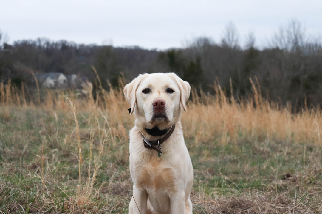 Best Beds for Hip Dysplasia Dogs: What to Look For