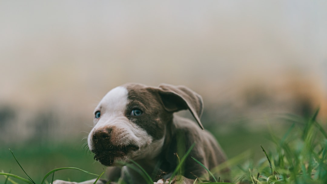 Osteosarcoma in Dogs: When Amputation Is the Answer