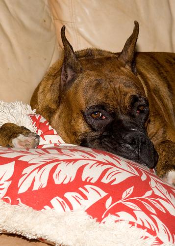 Keeping a DM Dog Comfortable: Pain Management and Quality of Life