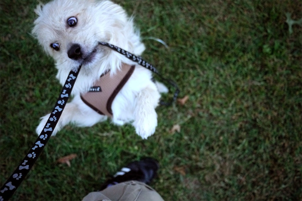 Pain Management for Tripod Dogs