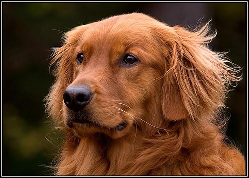 Pain Medications for Dogs With Arthritis