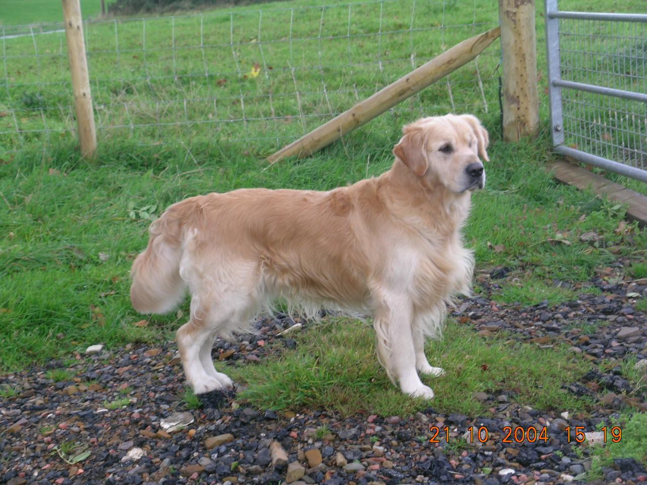 How to Tell If Your Dog Is in Pain From Hip Dysplasia