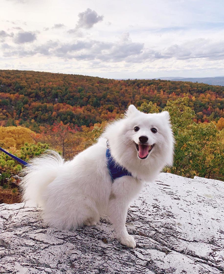 End-of-Life Planning for DM Dogs: A Honest Guide