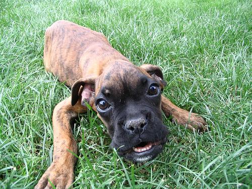PEMF Therapy for DM Dogs: Does It Help?