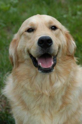 PEMF Therapy for Dogs: Home vs. Vet Clinic