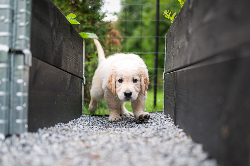 Cold Laser Therapy for Arthritic Dogs: Does It Help?