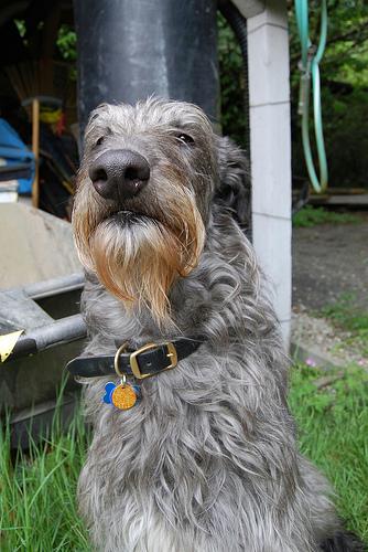 PEMF Therapy for Arthritic Dogs: Does a Home Unit Pay Off?