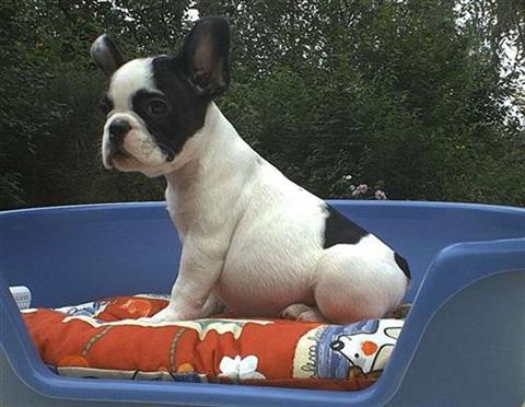 PEMF Therapy for Dogs: Neurological Conditions