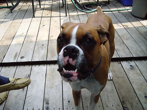 PEMF Therapy for Paralyzed Dogs: Does It Help?