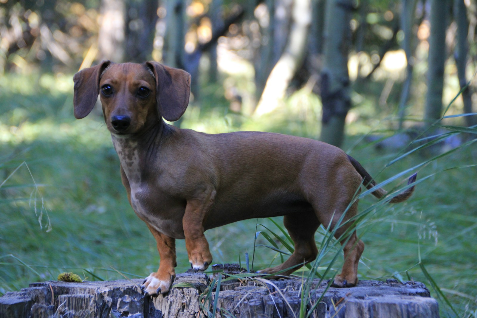 Pet Insurance After an IVDD Diagnosis: What's Still Possible