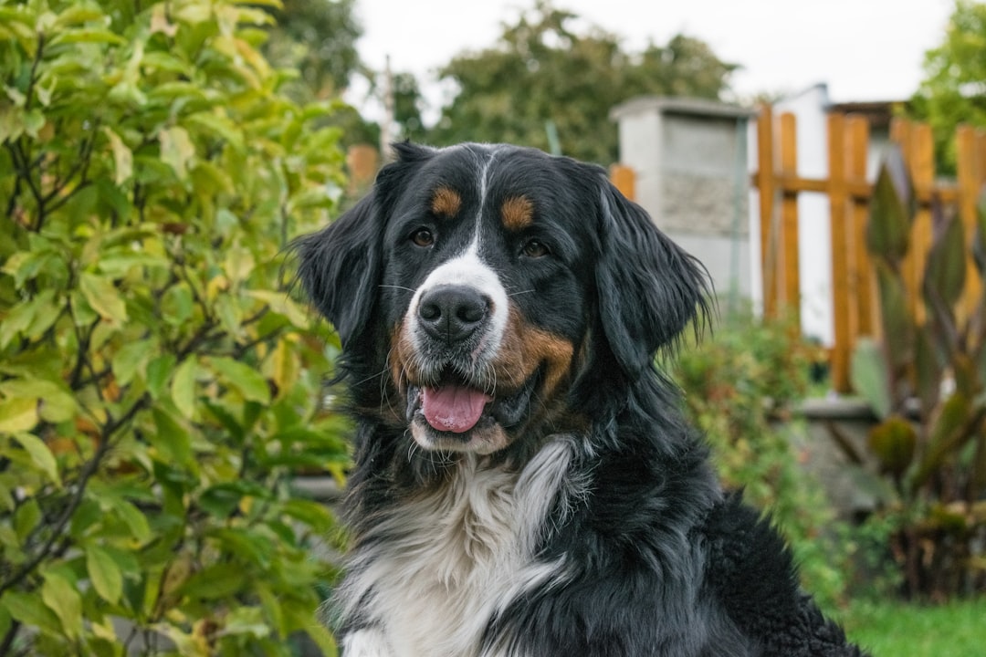 Pet Insurance and DM: What's Covered, What Isn't