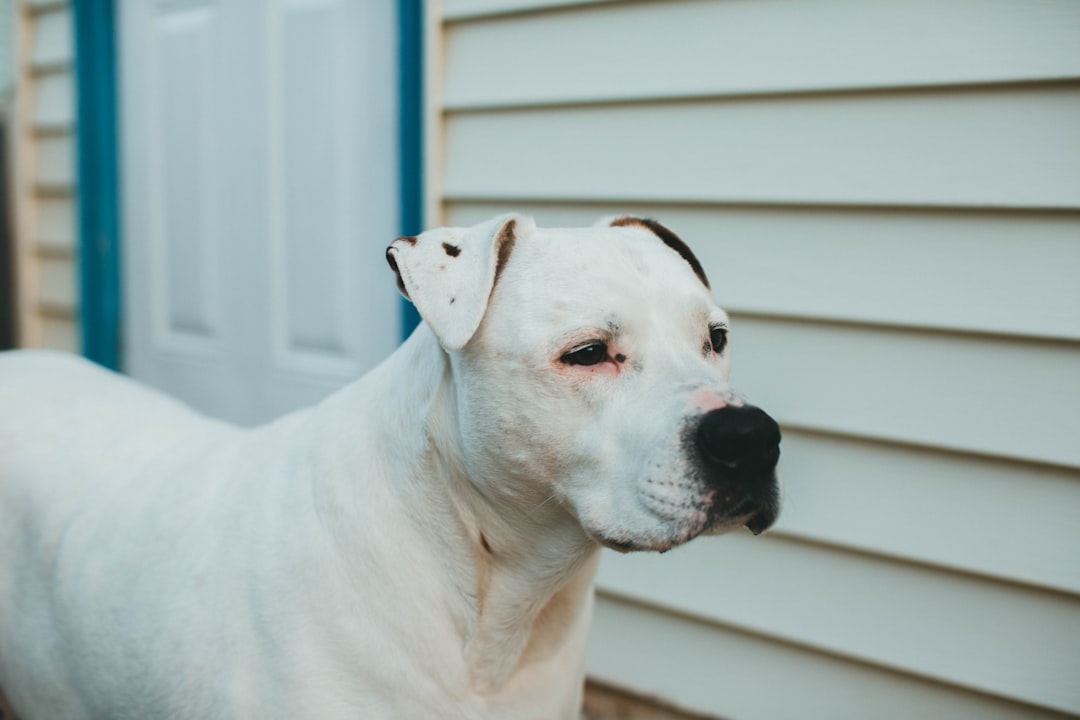 Pet Insurance for a Dog With Degenerative Myelopathy: Is It Worth It?