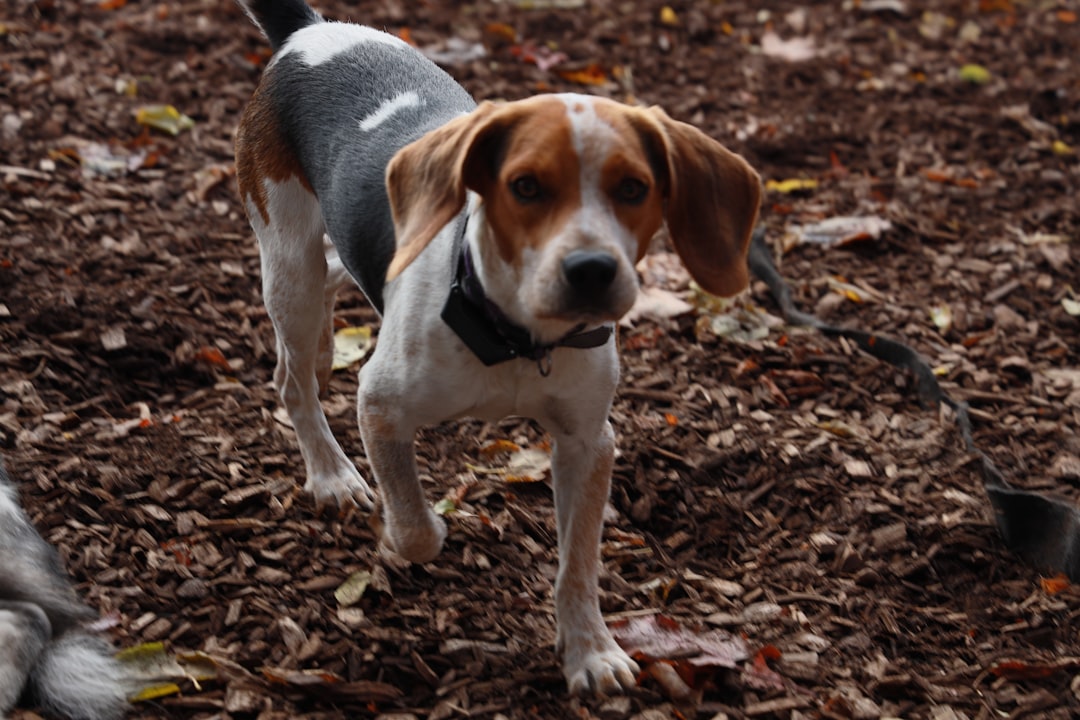 Pet Insurance for Beagle and Basset Hound Owners: What IVDD-Prone Breeds Should Look For