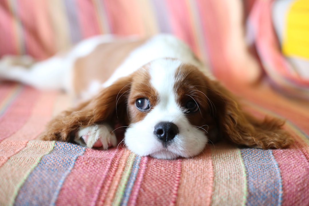 Pet Insurance for Cavalier King Charles Spaniel Owners