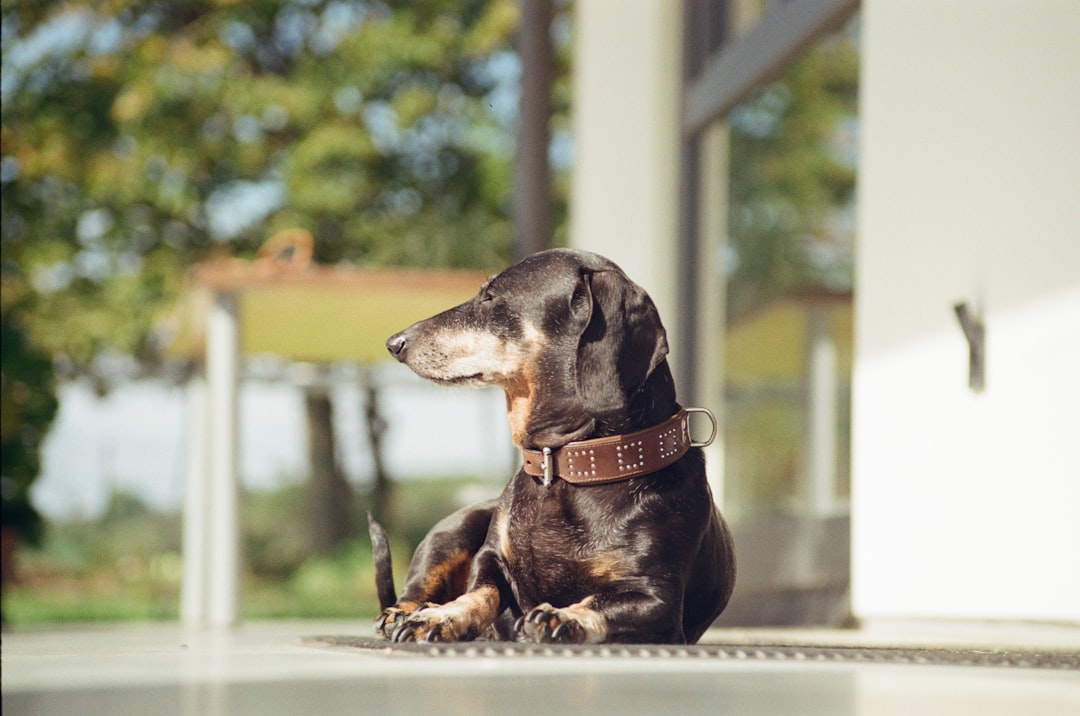 Pet Insurance for Dachshund Owners: What to Look For in the Fine Print