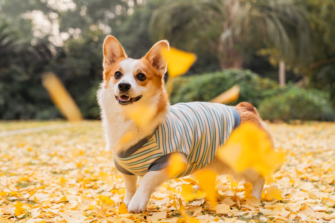 Pet Insurance for Dogs with Spinal Conditions: What Actually Varies Between Providers