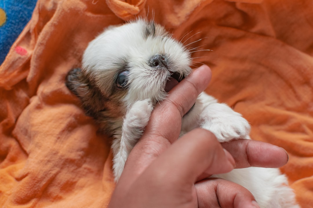 Pet Insurance for Pekingese and Shih Tzu Owners