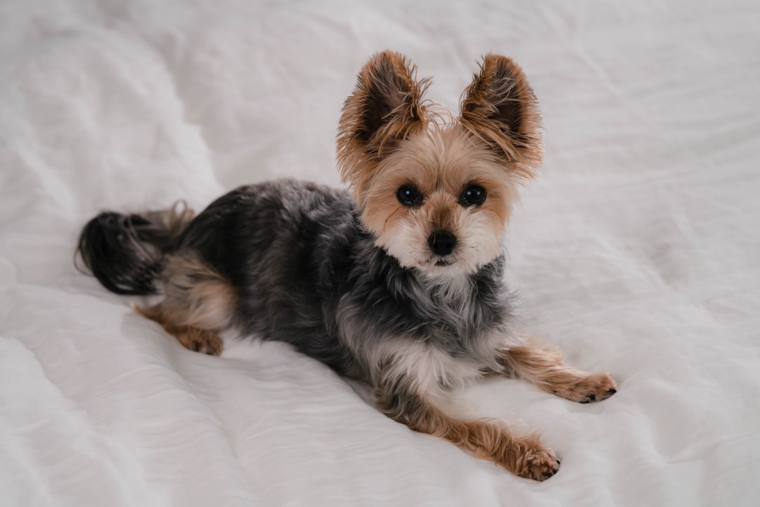 Pet Insurance for Yorkshire Terrier Owners