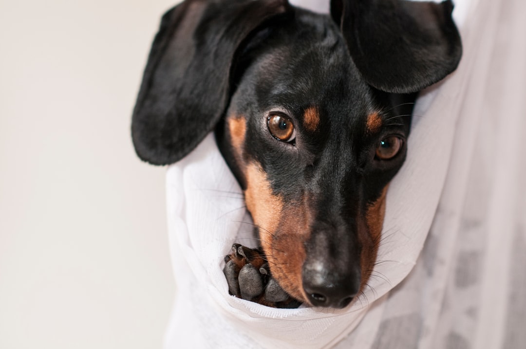Pet Insurance & IVDD: Is It Worth It for At-Risk Breeds?