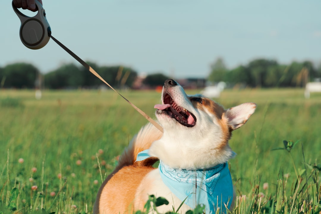 Pet Insurance Rate Increases Year Over Year: What to Expect