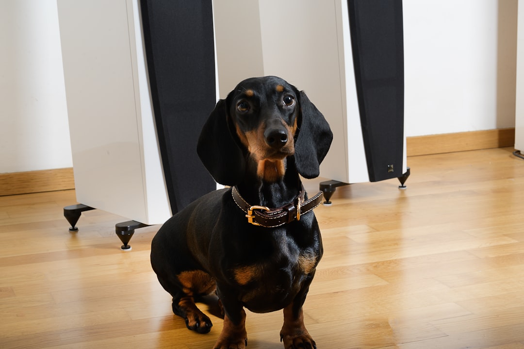 Pet Insurance Reimbursement Percentages: How They Actually Work