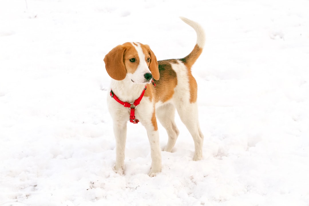 Pet Insurance Terms for Spinal and Neurological Conditions: A Plain-English Glossary